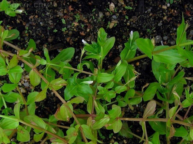 Cây Rau chân vịt. Lindernia procumbens - Cây Thuốc Nam Quanh Ta